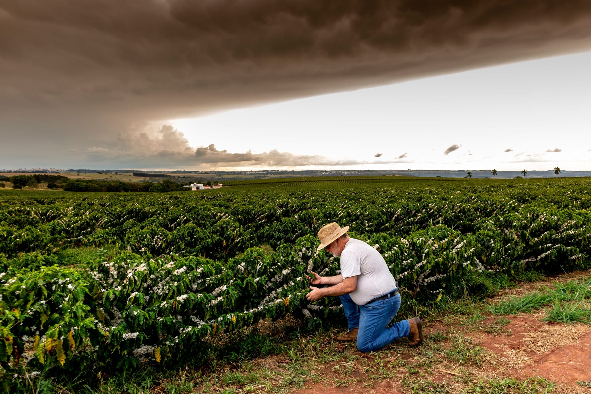 Brazil coffee origin