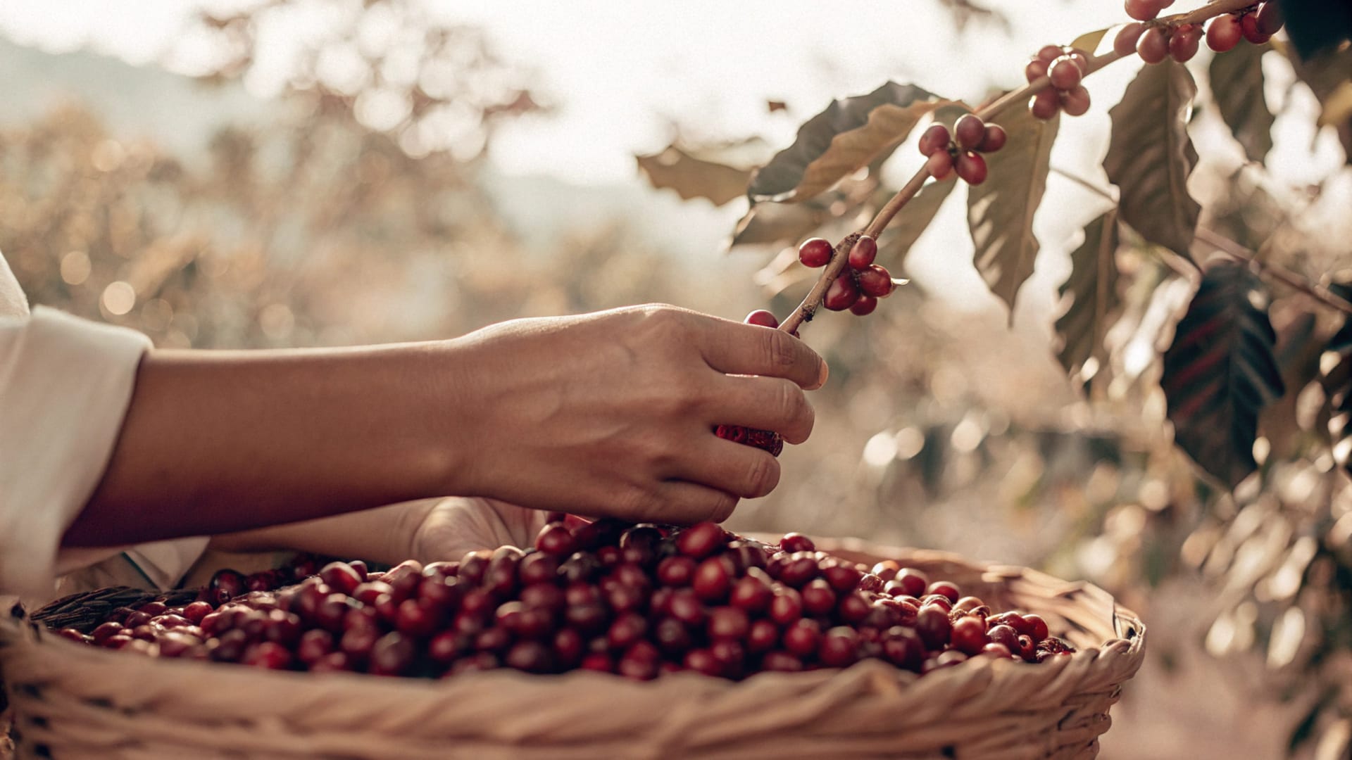 Hands picking coffee cherries